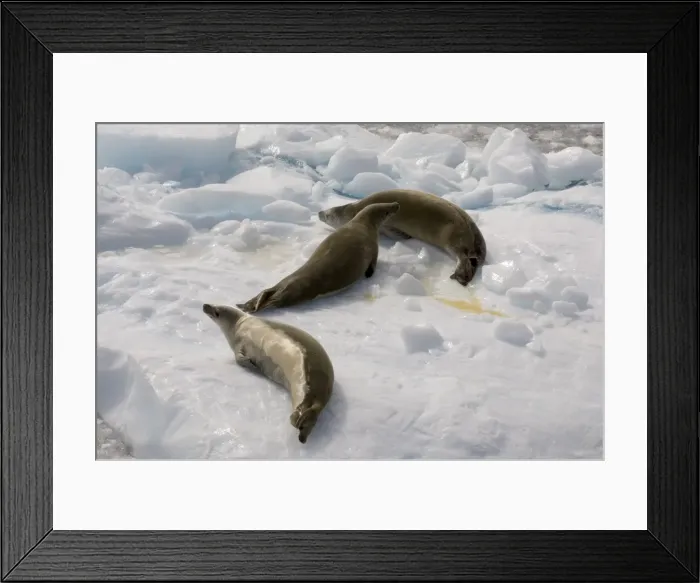 Framed Print : Crabeater seals (Lobodon carcinophagus), Lemaire Channel, Antarctic Peninsula Framed Print : Crabeater seals (Lobodon carcinophagus), Lemaire Channel, Antarctic Peninsula