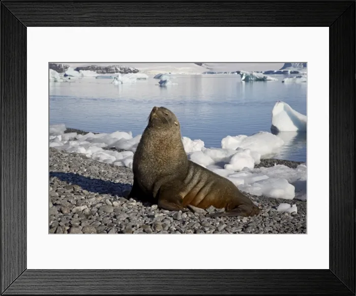Framed Print : Antarctic fur seal (Arctocephalus gazella) on the beach, Paulete Island Framed Print : Antarctic fur seal (Arctocephalus gazella) on the beach, Paulete Island