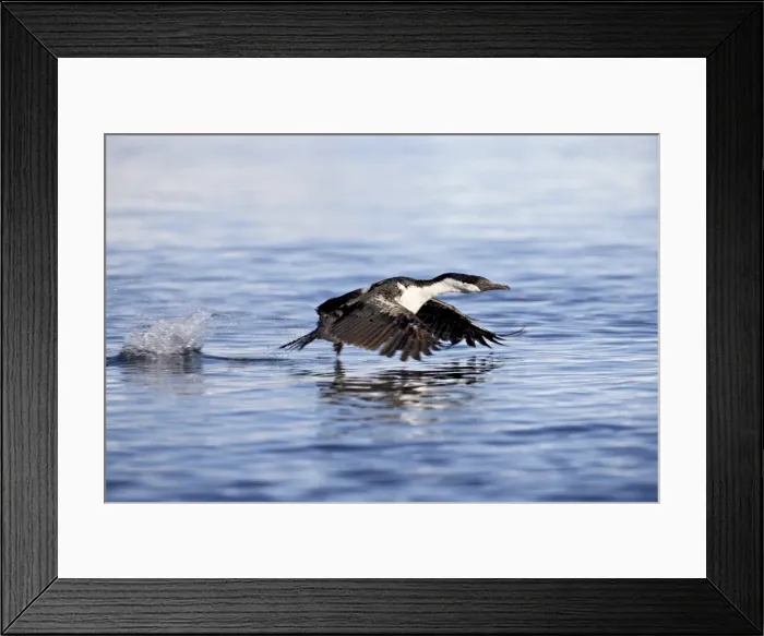 Framed Print : Blue-eyed shag or blue-eyed cormorant or Antarctic cormorant (Phalacrocorax atriceps) taking off from the water, Paulete Island, Antarctic Peninsula, Antarctica Framed Print : Blue-eyed shag or blue-eyed cormorant or Antarctic cormorant (Phalacrocorax atriceps) taking off from the water, Paulete Island, Antarctic Peninsula, Antarctica