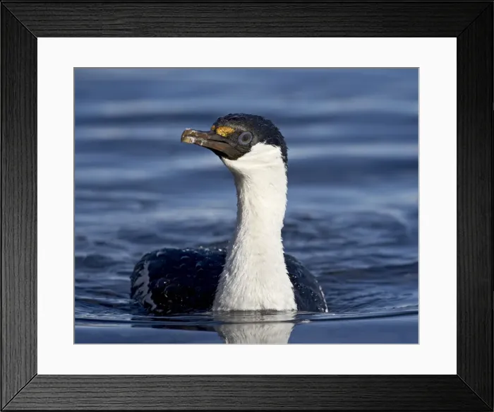 Framed Print : Blue-eyed shag or blue-eyed cormorant or Antarctic cormorant (Phalacrocorax atriceps) swimming Framed Print : Blue-eyed shag or blue-eyed cormorant or Antarctic cormorant (Phalacrocorax atriceps) swimming