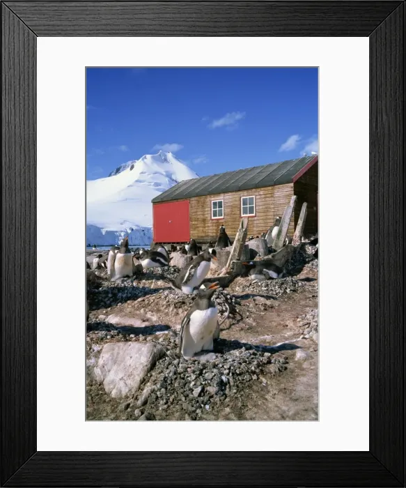 Framed Print : Gentoo penguins on nests in front of the boat shed at Port Lockroy on the Antarctic Peninsula Framed Print : Gentoo penguins on nests in front of the boat shed at Port Lockroy on the Antarctic Peninsula