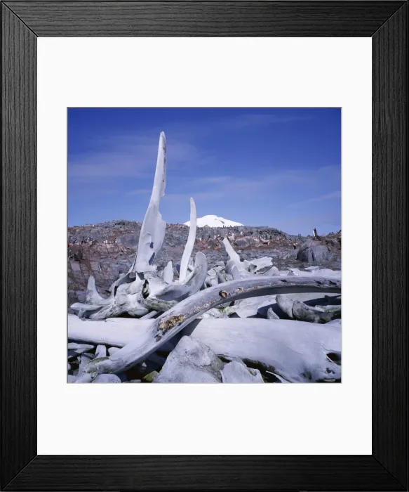 Framed Print : Bones, relic of whaling industry, Port Lockroy, Antarctic Peninsula, Antarctica Framed Print : Bones, relic of whaling industry, Port Lockroy, Antarctic Peninsula, Antarctica