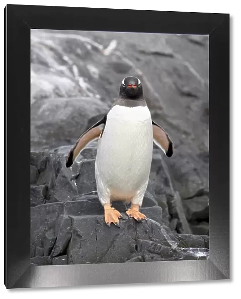 Gentoo penguin (Pygoscelis papua), Port Lockroy, Wiencke Island, Antarctic Peninsula