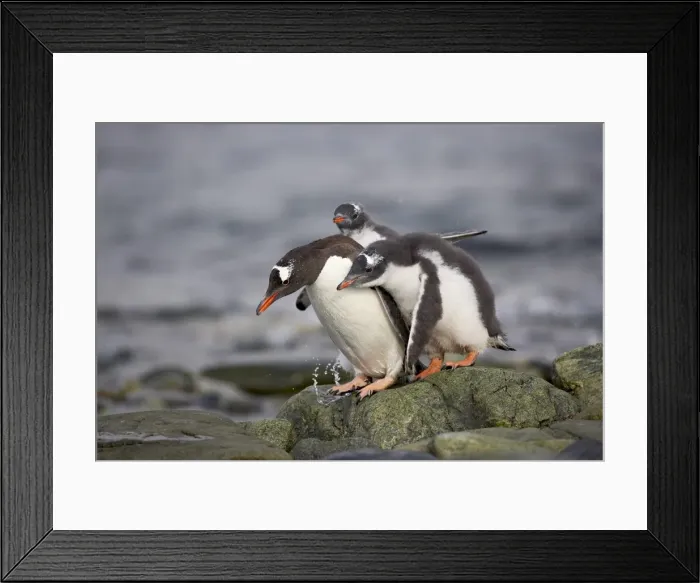 Framed Print : Gentoo penguin (Pygoscelis papua) adult with two chicks begging for food Framed Print : Gentoo penguin (Pygoscelis papua) adult with two chicks begging for food