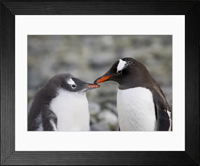 Framed Print : Gentoo penguin (Pygoscelis papua) adult and chick, Ronge Island, Antarctic Peninsula Framed Print : Gentoo penguin (Pygoscelis papua) adult and chick, Ronge Island, Antarctic Peninsula