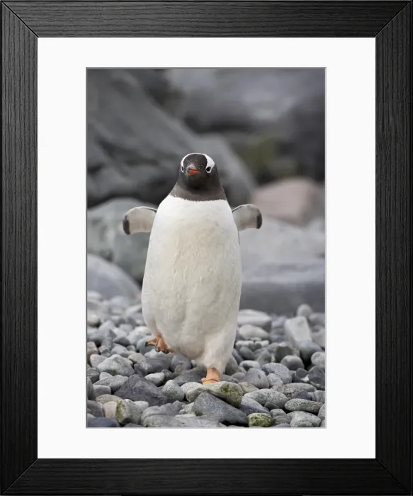 Framed Print : Gentoo penguin (Pygoscelis papua), Ronge Island, Antarctic Peninsula, Antarctica Framed Print : Gentoo penguin (Pygoscelis papua), Ronge Island, Antarctic Peninsula, Antarctica