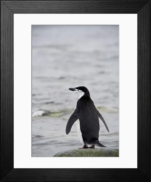 Framed Print : Chinstrap penguin (Pygoscelis antarctica), Ronge Island, Antarctic Peninsula Framed Print : Chinstrap penguin (Pygoscelis antarctica), Ronge Island, Antarctic Peninsula