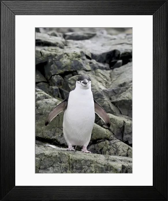 Framed Print : Chinstrap penguin (Pygoscelis antarctica), Ronge Island, Antarctic Peninsula Framed Print : Chinstrap penguin (Pygoscelis antarctica), Ronge Island, Antarctic Peninsula