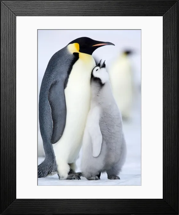 Framed Print : Emperor penguin chick and adult (Aptenodytes forsteri), Snow Hill Island Framed Print : Emperor penguin chick and adult (Aptenodytes forsteri), Snow Hill Island