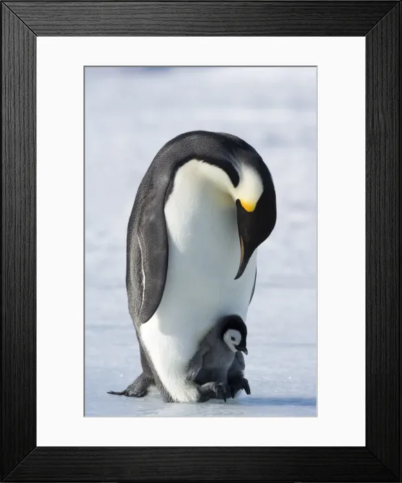 Framed Print : Emperor penguin chick and adult (Aptenodytes forsteri), Snow Hill Island Framed Print : Emperor penguin chick and adult (Aptenodytes forsteri), Snow Hill Island