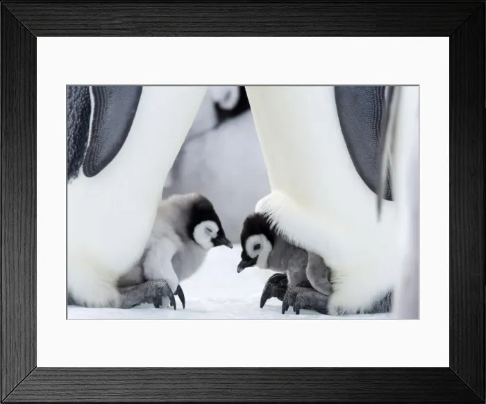Framed Print : Emperor penguin chicks (Aptenodytes forsteri), Snow Hill Island, Weddell Sea Framed Print : Emperor penguin chicks (Aptenodytes forsteri), Snow Hill Island, Weddell Sea