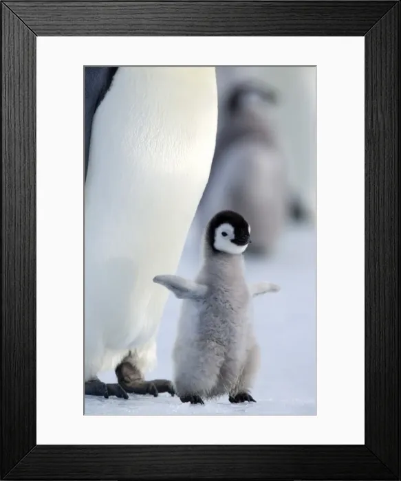 Framed Print : Emperor penguin chick (Aptenodytes forsteri), Snow Hill Island, Weddell Sea Framed Print : Emperor penguin chick (Aptenodytes forsteri), Snow Hill Island, Weddell Sea