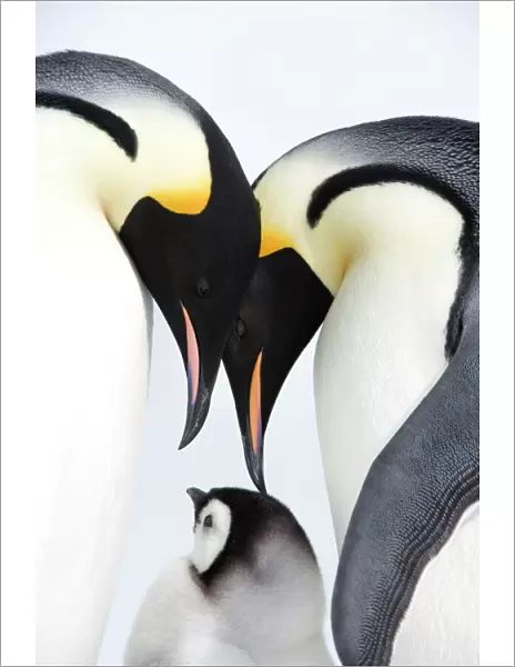Emperor penguin (Aptenodytes forsteri), chick and adults, Snow Hill Island