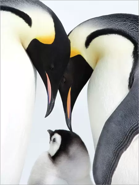 Emperor penguin (Aptenodytes forsteri), chick and adults, Snow Hill Island