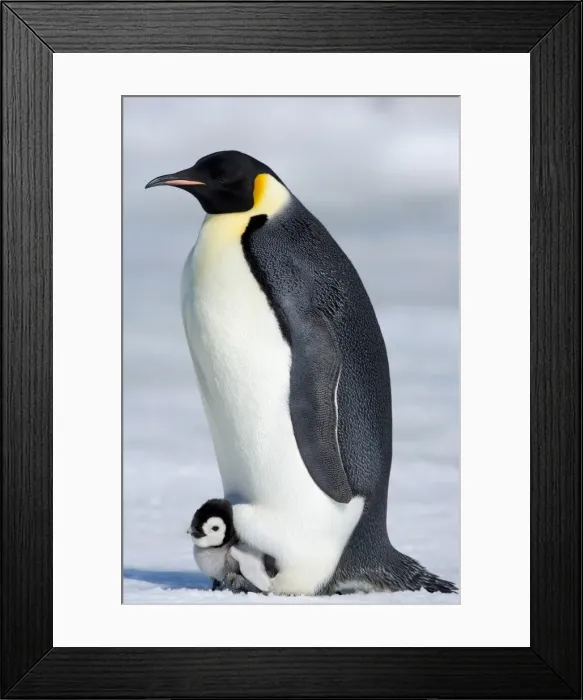 Framed Print : Emperor penguin (Aptenodytes forsteri), chick and adult, Snow Hill Island Framed Print : Emperor penguin (Aptenodytes forsteri), chick and adult, Snow Hill Island