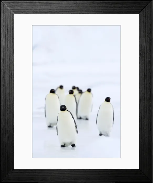 Framed Print : Emperor penguins (Aptenodytes forsteri), Snow Hill Island, Weddell Sea Framed Print : Emperor penguins (Aptenodytes forsteri), Snow Hill Island, Weddell Sea