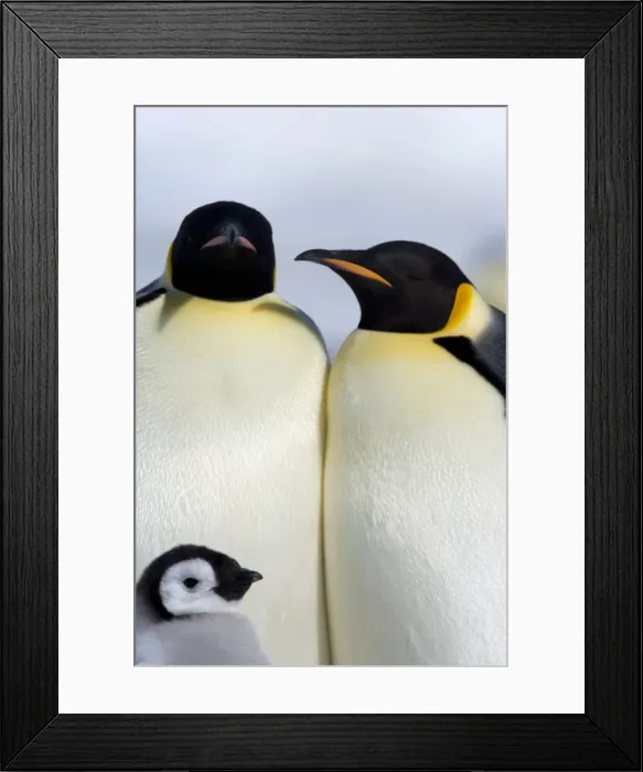Framed Print : Emperor penguins (Aptenodytes forsteri), Snow Hill Island, Weddell Sea Framed Print : Emperor penguins (Aptenodytes forsteri), Snow Hill Island, Weddell Sea