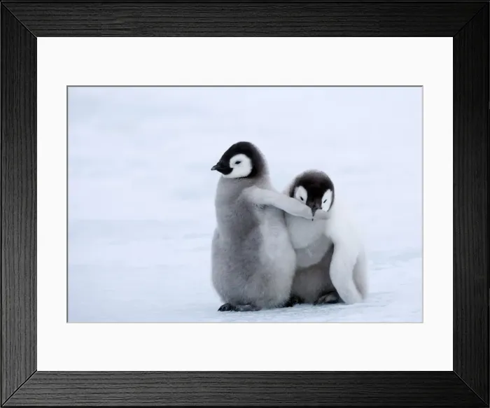 Framed Print : Emperor penguin chicks (Aptenodytes forsteri), Snow Hill Island, Weddell Sea Framed Print : Emperor penguin chicks (Aptenodytes forsteri), Snow Hill Island, Weddell Sea