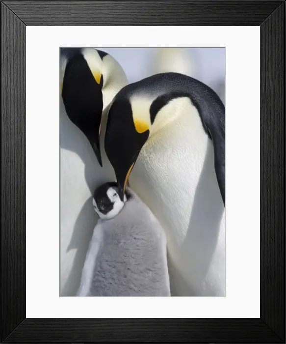 Framed Print : Emperor penguin chick and adults (Aptenodytes forsteri), Snow Hill Island Framed Print : Emperor penguin chick and adults (Aptenodytes forsteri), Snow Hill Island