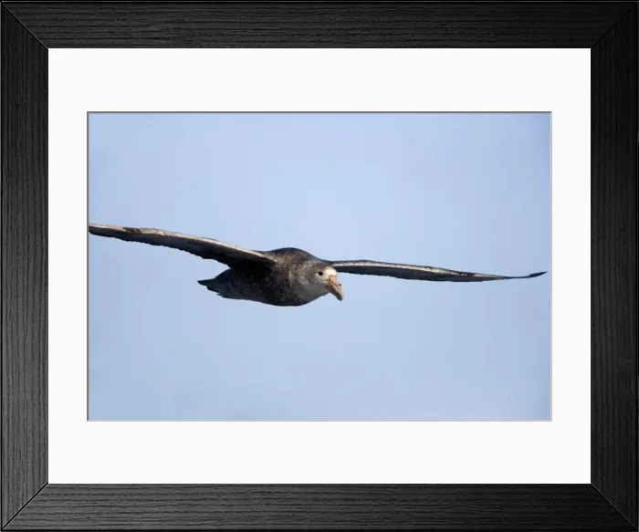 Framed Print : Brown skua (Stercorarius antarcticus), Snow Hill Island, Weddell Sea, Antarctica Framed Print : Brown skua (Stercorarius antarcticus), Snow Hill Island, Weddell Sea, Antarctica
