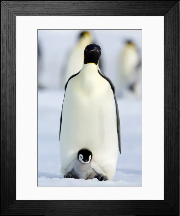 Framed Print : Emperor penguin (Aptenodytes forsteri) and chick, Snow Hill Island, Weddell Sea Framed Print : Emperor penguin (Aptenodytes forsteri) and chick, Snow Hill Island, Weddell Sea