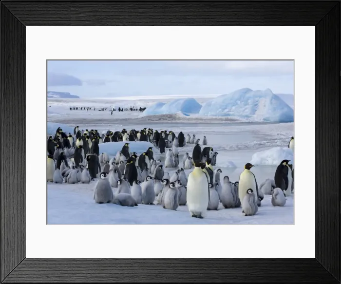 Framed Print : Colony of emperor penguins (Aptenodytes forsteri), Snow Hill Island, Weddell Sea Framed Print : Colony of emperor penguins (Aptenodytes forsteri), Snow Hill Island, Weddell Sea