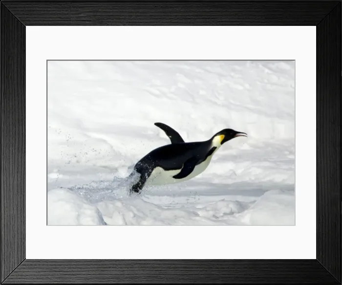 Framed Print : Emperor penguin (Aptenodytes forsteri), Snow Hill Island, Weddell Sea, Antarctica Framed Print : Emperor penguin (Aptenodytes forsteri), Snow Hill Island, Weddell Sea, Antarctica