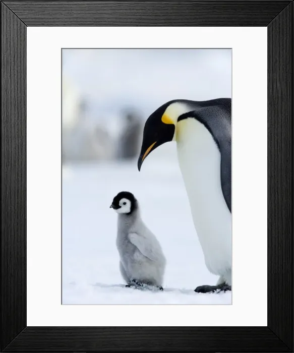 Framed Print : Emperor penguin (Aptenodytes forsteri) and chick, Snow Hill Island, Weddell Sea Framed Print : Emperor penguin (Aptenodytes forsteri) and chick, Snow Hill Island, Weddell Sea