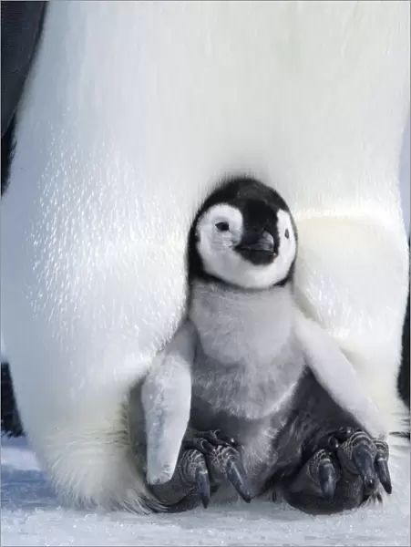 Emperor penguin chick (Aptenodytes forsteri), Snow Hill Island, Weddell Sea