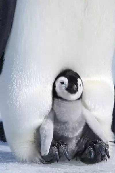 Emperor penguin chick (Aptenodytes forsteri), Snow Hill Island, Weddell Sea
