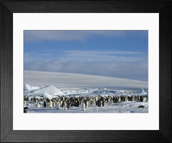 Framed Print : Colony of emperor penguins (Aptenodytes forsteri), Snow Hill Island, Weddell Sea Framed Print : Colony of emperor penguins (Aptenodytes forsteri), Snow Hill Island, Weddell Sea