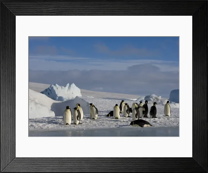 Framed Print : Emperor penguins (Aptenodytes forsteri), Snow Hill Island, Weddell Sea Framed Print : Emperor penguins (Aptenodytes forsteri), Snow Hill Island, Weddell Sea
