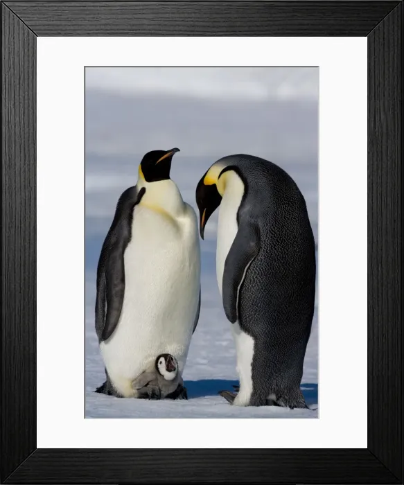 Framed Print : Emperor penguins (Aptenodytes forsteri) and chick, Snow Hill Island, Weddell Sea Framed Print : Emperor penguins (Aptenodytes forsteri) and chick, Snow Hill Island, Weddell Sea