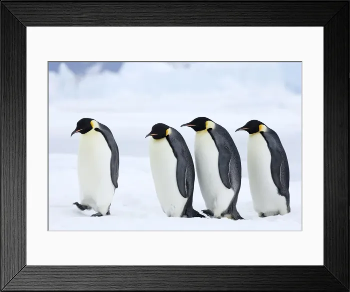 Framed Print : Emperor penguins (Aptenodytes forsteri), Snow Hill Island, Weddell Sea Framed Print : Emperor penguins (Aptenodytes forsteri), Snow Hill Island, Weddell Sea
