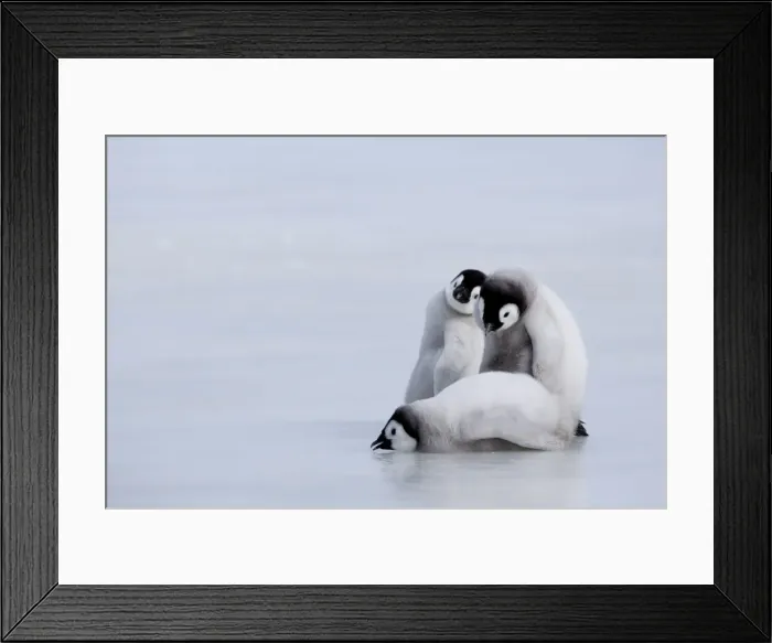 Framed Print : Emperor penguin chicks (Aptenodytes forsteri), Snow Hill Island, Weddell Sea Framed Print : Emperor penguin chicks (Aptenodytes forsteri), Snow Hill Island, Weddell Sea