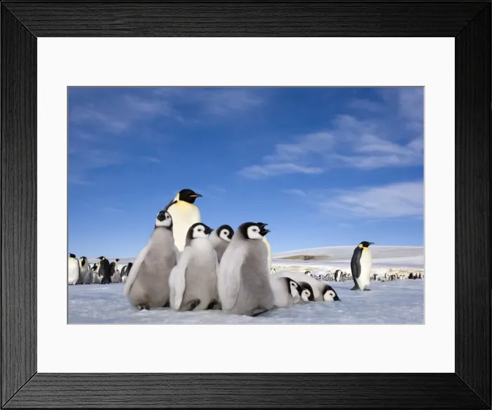 Framed Print : Emperor penguin (Aptenodytes forsteri) and chicks, Snow Hill Island, Weddell Sea Framed Print : Emperor penguin (Aptenodytes forsteri) and chicks, Snow Hill Island, Weddell Sea