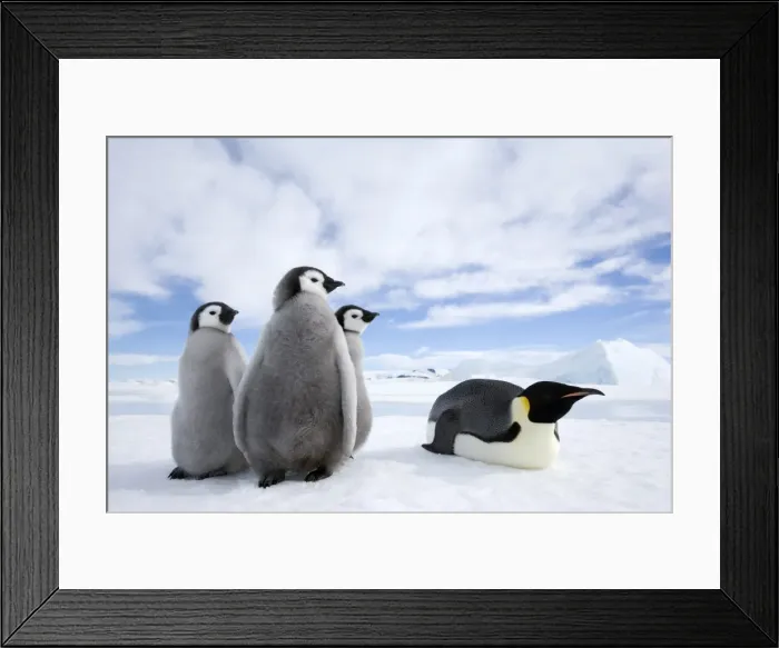 Framed Print : Emperor penguin (Aptenodytes forsteri) and chicks, Snow Hill Island, Weddell Sea Framed Print : Emperor penguin (Aptenodytes forsteri) and chicks, Snow Hill Island, Weddell Sea