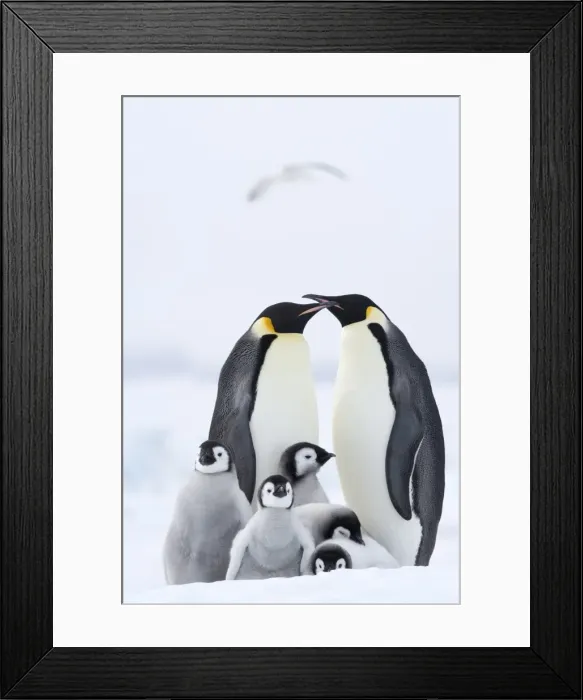 Framed Print : Emperor penguins (Aptenodytes forsteri) and chicks, Snow Hill Island, Weddell Sea Framed Print : Emperor penguins (Aptenodytes forsteri) and chicks, Snow Hill Island, Weddell Sea