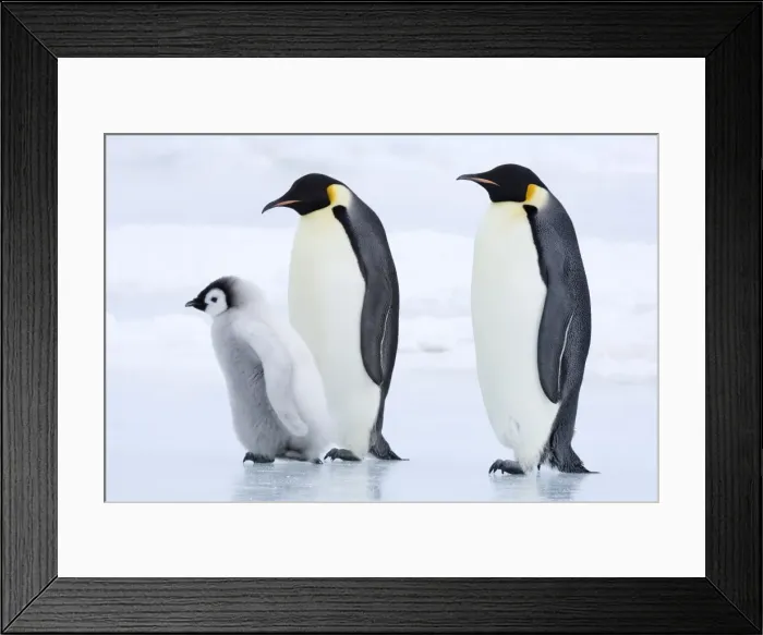 Framed Print : Emperor penguins (Aptenodytes forsteri) and chick, Snow Hill Island, Weddell Sea Framed Print : Emperor penguins (Aptenodytes forsteri) and chick, Snow Hill Island, Weddell Sea