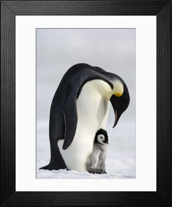Framed Print : Emperor penguin (Aptenodytes forsteri) and chick, Snow Hill Island, Weddell Sea Framed Print : Emperor penguin (Aptenodytes forsteri) and chick, Snow Hill Island, Weddell Sea
