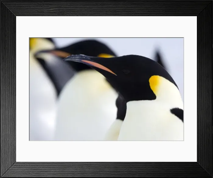 Framed Print : Emperor penguins (Aptenodytes forsteri), Snow Hill Island, Weddell Sea Framed Print : Emperor penguins (Aptenodytes forsteri), Snow Hill Island, Weddell Sea