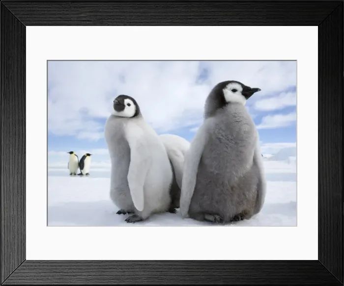 Framed Print : Emperor penguin chicks (Aptenodytes forsteri), Snow Hill Island, Weddell Sea Framed Print : Emperor penguin chicks (Aptenodytes forsteri), Snow Hill Island, Weddell Sea