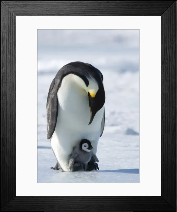 Framed Print : Emperor penguin (Aptenodytes forsteri) and chick, Snow Hill Island, Weddell Sea Framed Print : Emperor penguin (Aptenodytes forsteri) and chick, Snow Hill Island, Weddell Sea