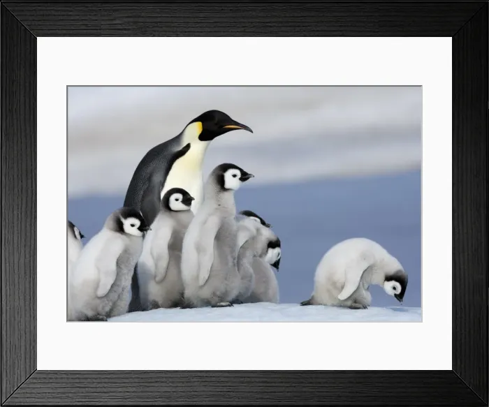 Framed Print : Emperor penguin (Aptenodytes forsteri) and chicks, Snow Hill Island, Weddell Sea Framed Print : Emperor penguin (Aptenodytes forsteri) and chicks, Snow Hill Island, Weddell Sea