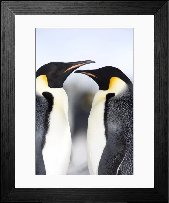 Framed Print : Emperor penguins (Aptenodytes forsteri), Snow Hill Island, Weddell Sea Framed Print : Emperor penguins (Aptenodytes forsteri), Snow Hill Island, Weddell Sea