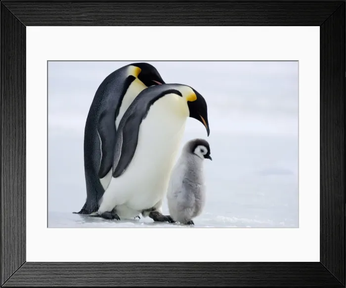 Framed Print : Emperor penguins (Aptenodytes forsteri) and chick, Snow Hill Island, Weddell Sea Framed Print : Emperor penguins (Aptenodytes forsteri) and chick, Snow Hill Island, Weddell Sea