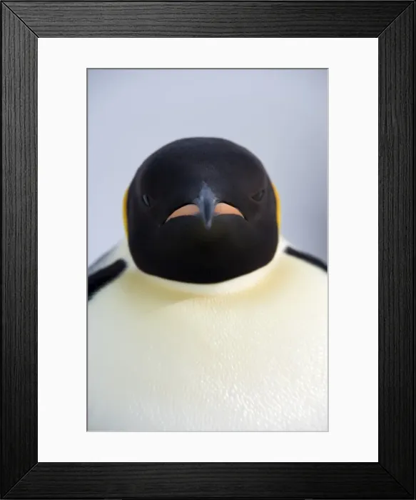 Framed Print : Emperor penguin (Aptenodytes forsteri), Snow Hill Island, Weddell Sea, Antarctica Framed Print : Emperor penguin (Aptenodytes forsteri), Snow Hill Island, Weddell Sea, Antarctica