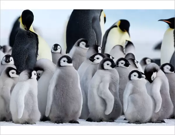 Colony of Emperor penguins (Aptenodytes forsteri) and chicks, Snow Hill Island