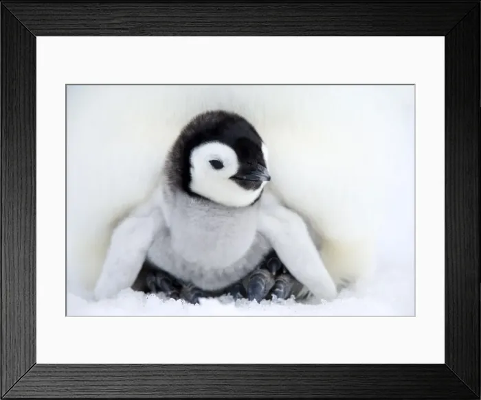 Framed Print : Emperor penguin chick (Aptenodytes forsteri), Snow Hill Island, Weddell Sea Framed Print : Emperor penguin chick (Aptenodytes forsteri), Snow Hill Island, Weddell Sea