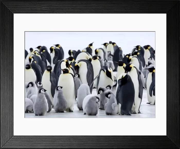Framed Print : Colony of Emperor penguins (Aptenodytes forsteri) and chicks, Snow Hill Island Framed Print : Colony of Emperor penguins (Aptenodytes forsteri) and chicks, Snow Hill Island